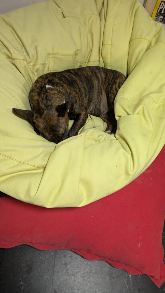 ein braun-schwarz gemuschelter Hund liegt in ein gelbes großes Kissen eingekuschelt